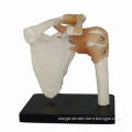 Life-size Shoulder Joint Model, Made of PVC